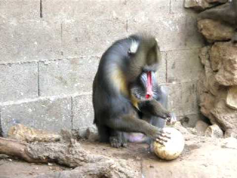 mandril