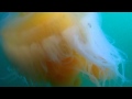 JELLYFISH 5.3.2013 - (Enhanced) JELLYFISH 5.3.2013 - (Enhanced)