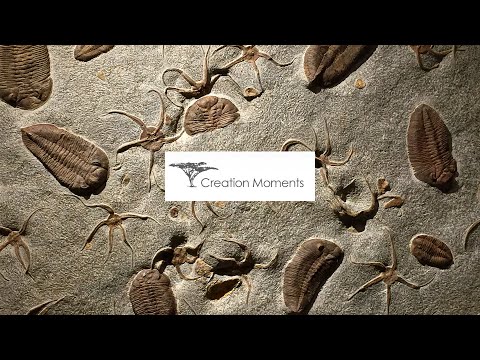 Fossil Inventory