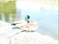 Yesil Ördek Gibi - Almanca - Wie eine grüne Ente - Deutsch Yesil Ördek Gibi - Almanca - Wie eine grüne Ente - Deutsch