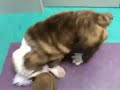 Cute English bulldog puppy