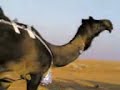 موقع سمان الهرج الشعبي موقع مزاين مزايين الابل ابل بعير ناقه ناقة فحل مجاهيم وضح قصايد قصيده قلطات قلطه شعر اشعارالهاجري القحطاني العتيبي السبيعي اليامي العجمي المري الحربي الدوسري