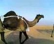 الجابريه من ابل الجابري المري شراها سالمين المنصوري بمليونين الجابريه من ابل الجابري المري شراها سالمين المنصوري بمليونين