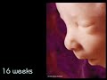 Pro-life Anti-Abortion Video -  Development of the Unborn Baby