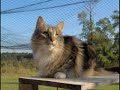 *~The Cats of ThunderClan~* *~The Cats of ThunderClan~*