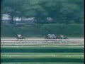 Conquistador Cielo - 1982 Belmont Stakes
