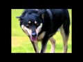 2010-05-25 | 11 Amazing Dogs Test a BallJacket ~> : Greg Zook (ZookPets.com) ... dogs canine rescued mutts rottweiler rottie "labrador retrievers" pitbull yorkie "airedale terrior" "irish ... ()