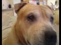 videos de hooch