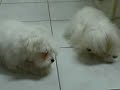 Maltese & Maltipoo puppies Maltese & Maltipoo puppies