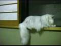 チンチラシルバーと犬
