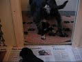 Pups 3 weken oud Pups 3 weken oud