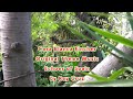 casa blanca finches   echoes of spain