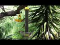 casa blanca finches   echoes of spain