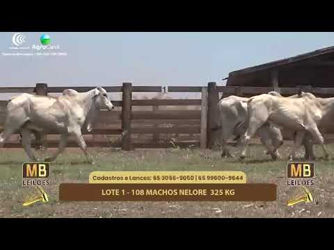 518 LEILO VIRTUAL MB LEILES