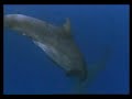 dolphin+shark+waterbike-water bike-denizbisikleti