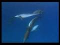 dolphin+fish+shark