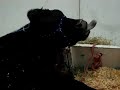 Cow with Big Tongue