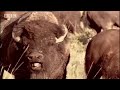 Excavating Proof of Bison Migration - Secrets of the Ice Age Death Trap - BBC