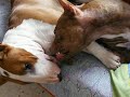 PITBULL & BULL-TERRIER: NUBA Y NER�N