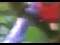 Eerste rooie paprika