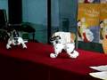 Aibo dancing demo