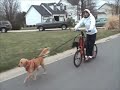 Dog Scootering aka Dry Land Mushing