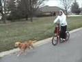 Dog Scootering aka Dry Land Mushing