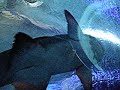 Aquarium with shark infested waters! Aquarium with shark infested waters!