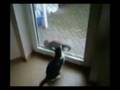 videos de Tapsy und Lilli