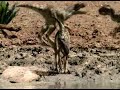 walking with dinosaurs sp 1 the ballad of big al  1 of 3 