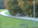 bmw 323i e21 crash /mit 60 an einen Baum  (Herbst 1998)