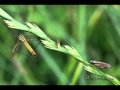 Libellules et autres insectes