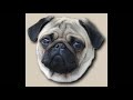 Mops Pug Mops Pug