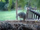 Tufted titmouse eating lunch Tufted titmouse eating lunch