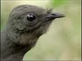 Lyre Bird