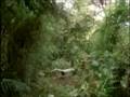 Lyre Bird