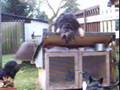 videos de Belagerung!!!