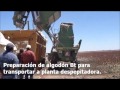 Algodón Genéticamente Modificado en Comarca Lagunera