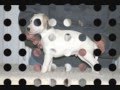 videos de Tommy & Candy.wmv