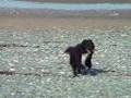 Walney Dog and Friends