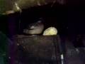 pigeon