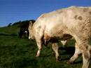 Villain the bull.... Villain the bull....
