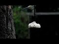vetbol aerodynamica: ruzies, manoeuvres, bidden - 600 fps vetbol aerodynamica: ruzies, manoeuvres, bidden - 600 fps