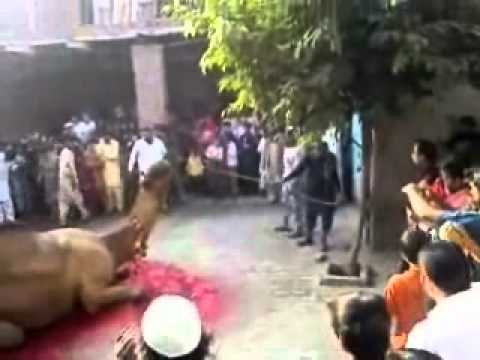 Eid ul azha qurbani - Beautiful Qurbani.