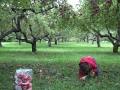Apple Picking 09 10