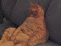 Garfield Is Real