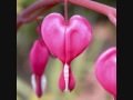 Love in nature