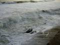 videos de Pitangueiras 1
