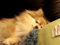 眠りイヌ動画