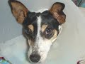 these are some of the animals that come into the care of nsw animal rescue.  most arriving malnourished and frightened, a product of neglect and abuse.